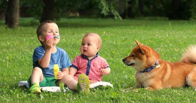 Children play with soap bubbles at green grass. Summer games with fresh air and dog.