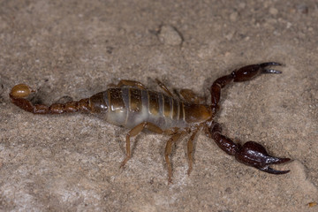 Blind scorpion, Belisarius xambeui,