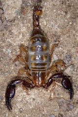 Blind scorpion, Belisarius xambeui,