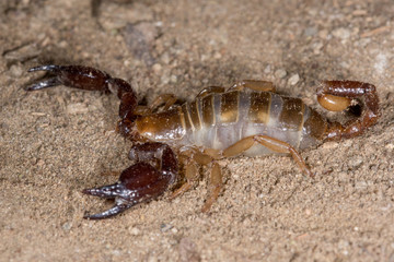Blind scorpion, Belisarius xambeui,