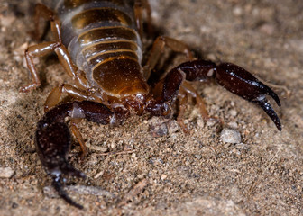 Blind scorpion, Belisarius xambeui,