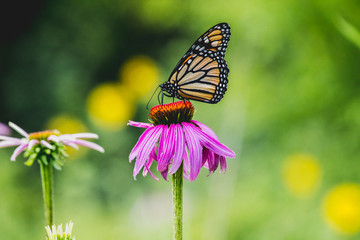 Butterfly on a purple flower