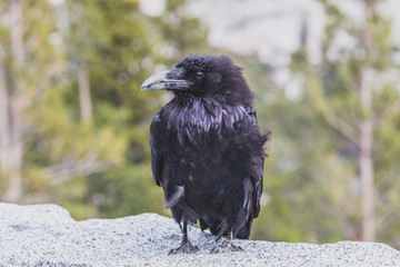 Black raven