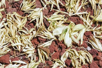 Fallen yucca blossoms on red volcanic rock