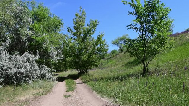 A forest dirt road along a slope among old willows and buffalo berries. Landscape. Background. 4K