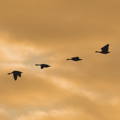 Fototapeta na wymiar Canadian geese in sync