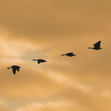 Canadian Geese In Sync