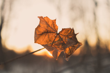 Backlit fall leaf