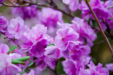 Botanical garden in spring season with bloming trees of cherry sakura, rhododendron bushes, forsythia
