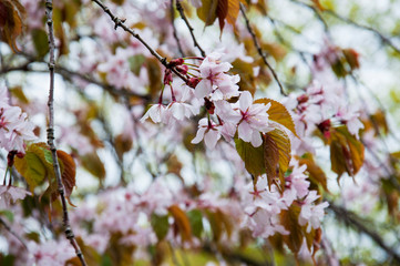 Botanical garden in spring season with bloming trees of cherry sakura, rhododendron bushes, forsythia