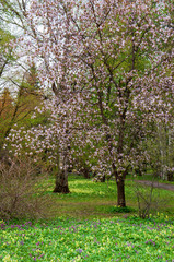 Fototapeta na wymiar Botanical garden in spring season with bloming trees of cherry sakura, rhododendron bushes, forsythia