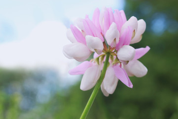 single pink wildflower blossom