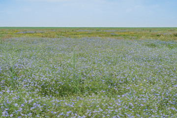 Flax field- landscape nature