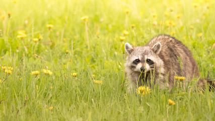 Racoon in dandylions