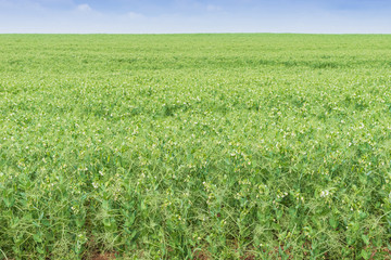 Fototapeta na wymiar Field of peas- landscape plant