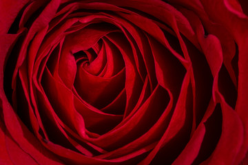 close-up red rose on black background