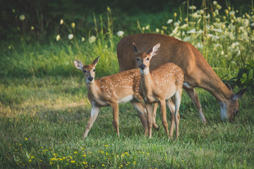 Family of deer