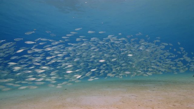 Bait ball in shallow part of coral reef in Caribbean Sea around Curacao