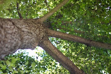 Obraz premium Sous mon arbre