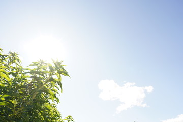 green leaves and blue sky