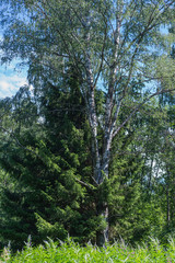 Fototapeta premium Ladoga lake- visit the national Park