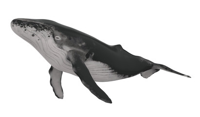 Fototapeta premium Whale Isolated