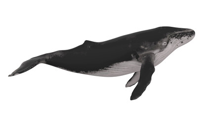 Whale Isolated