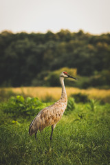 Sandhill crane in field
