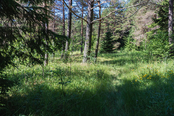 Obraz premium Ladoga lake- visit the national Park