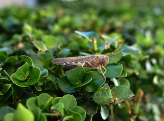 Grasshopper enjoying the sunshine on the leaves