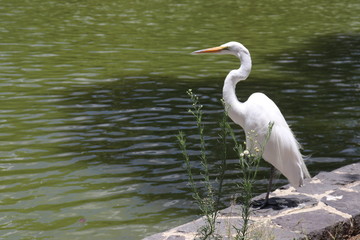 cisne junto a lago