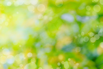 Obraz premium Abstract defocused nature background with green leaves and bokeh