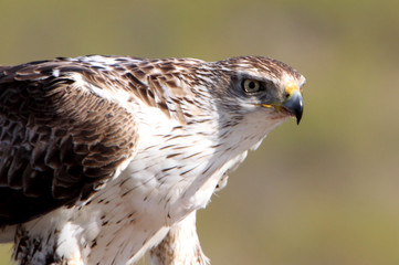 Bonelli´s Eagle, Aquila fasciata, raptor