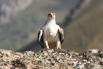 Bonelli´s Eagle, Aquila fasciata, raptor