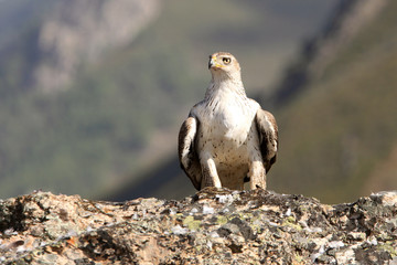 Bonelli´s Eagle, Aquila fasciata, raptor