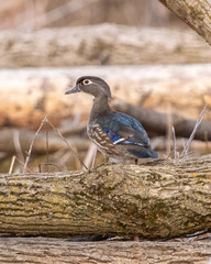 Female wood duck in the forest