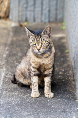 野良猫　キジトラ　ノラ猫　田舎