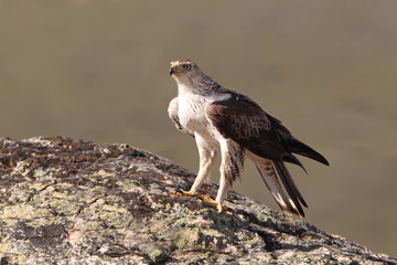Bonelli´s Eagle, Aquila fasciata, raptor