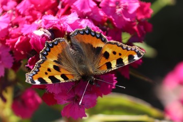 Schmetterling kleiner Fuchs auf Blüte