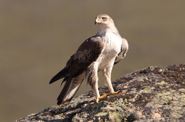 Bonelli´s Eagle, Aquila fasciata, raptor