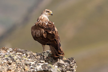 Bonelli´s Eagle, Aquila fasciata, raptor