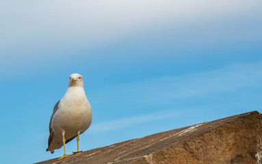 White bird seagull in Barcelona, Catalonia.