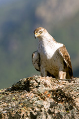 Bonelli´s Eagle, Aquila fasciata, raptor