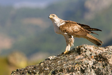 Bonelli´s Eagle, Aquila fasciata, raptor