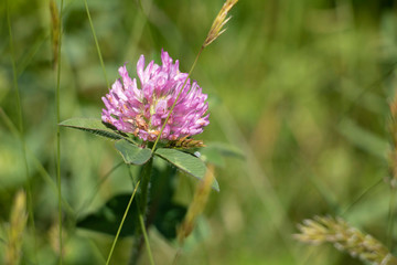Fototapeta premium SIngle Clover Flower in a Field. Small and sweet purple clover flower in a field of long grass. Clover detail. Summertime.