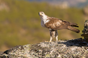 Bonelli´s Eagle, Aquila fasciata, raptor