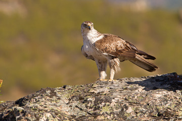 Bonelli´s Eagle, Aquila fasciata, raptor