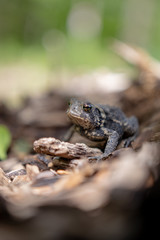 Toad