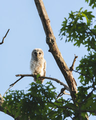 Baby owlets