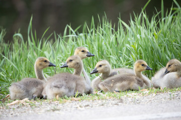 Baby Geese